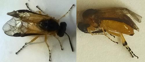 Athalia sp.